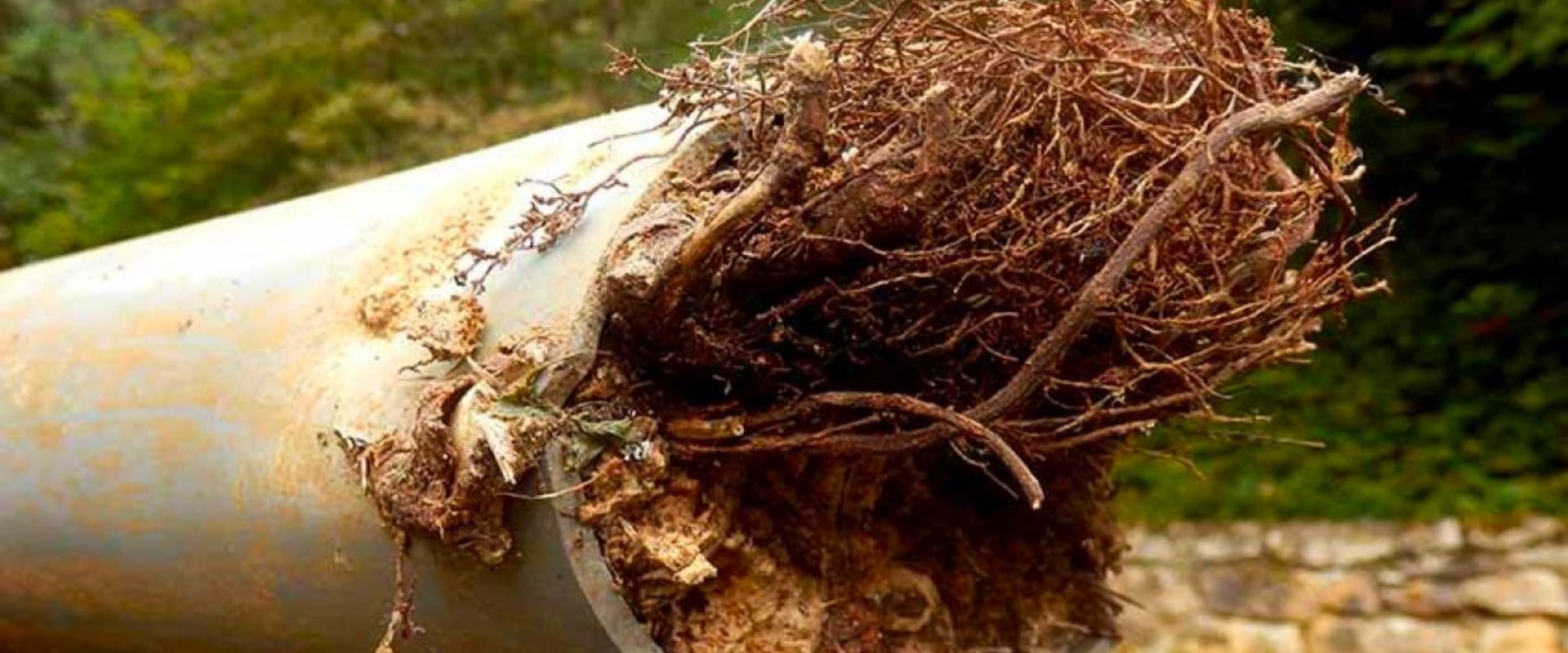 Understanding the Impact of Tree Roots in Sewer Lines: A Guide to Emergency Plumbing Services